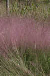 Hairawn muhly